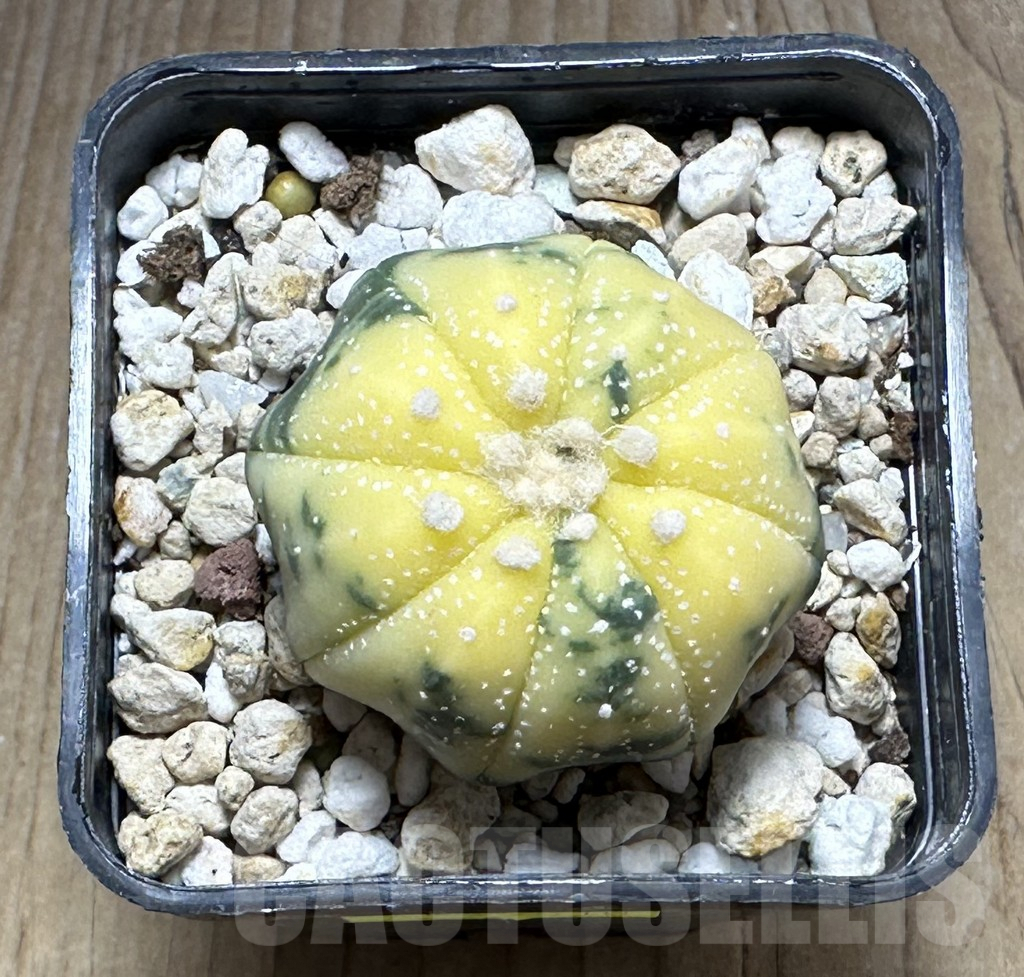 SHPR29310 Astrophytum asterias f. variegata - Image 2