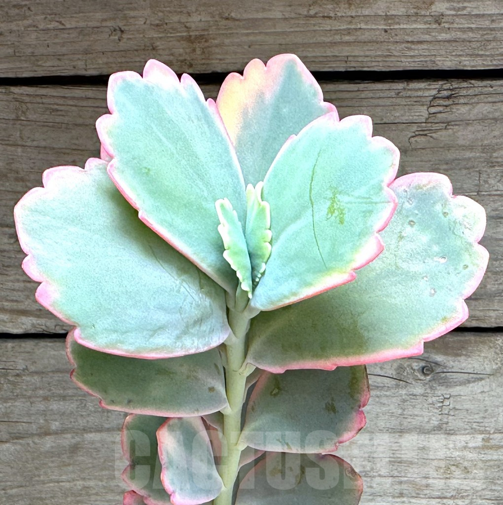 SL29364 Kalanchoe fedtschenkoi f. variegata