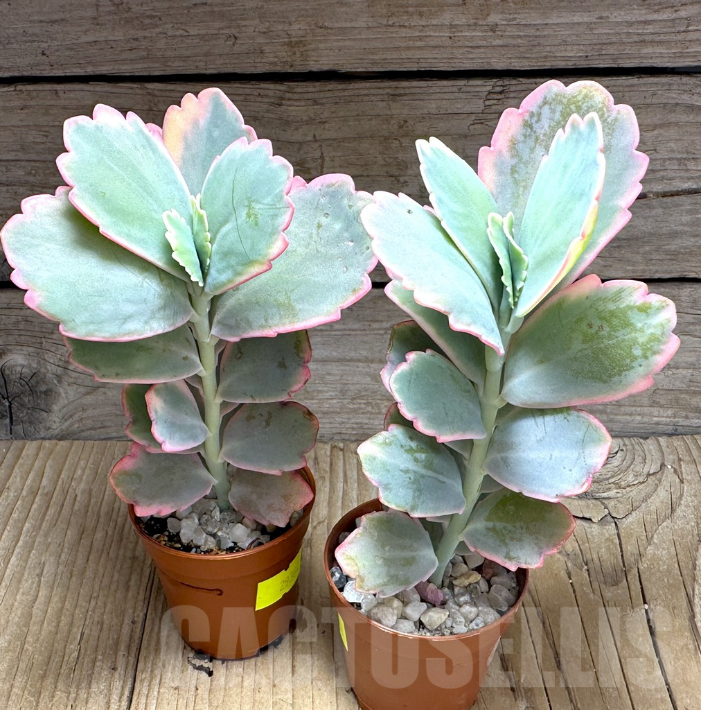 SL29364 Kalanchoe fedtschenkoi f. variegata - Image 2