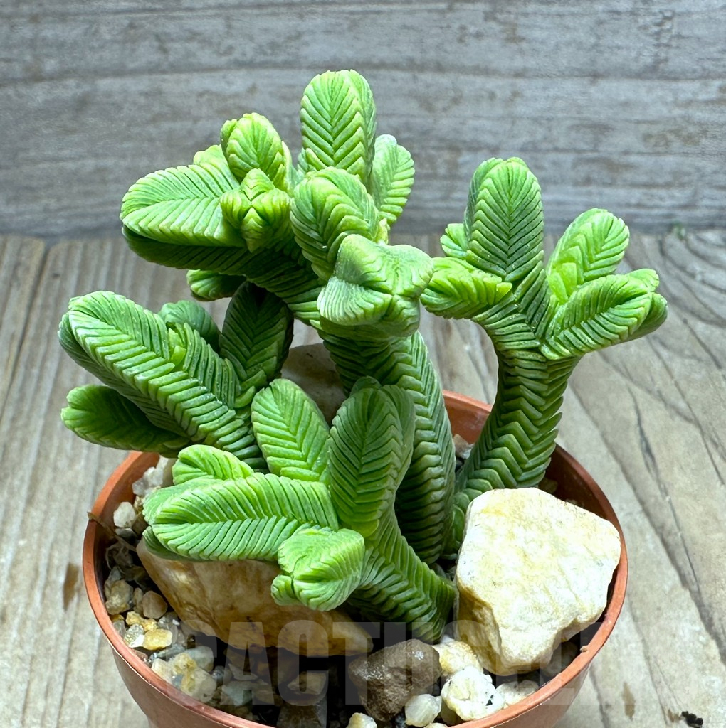 SL29365 Crassula pyramidalis