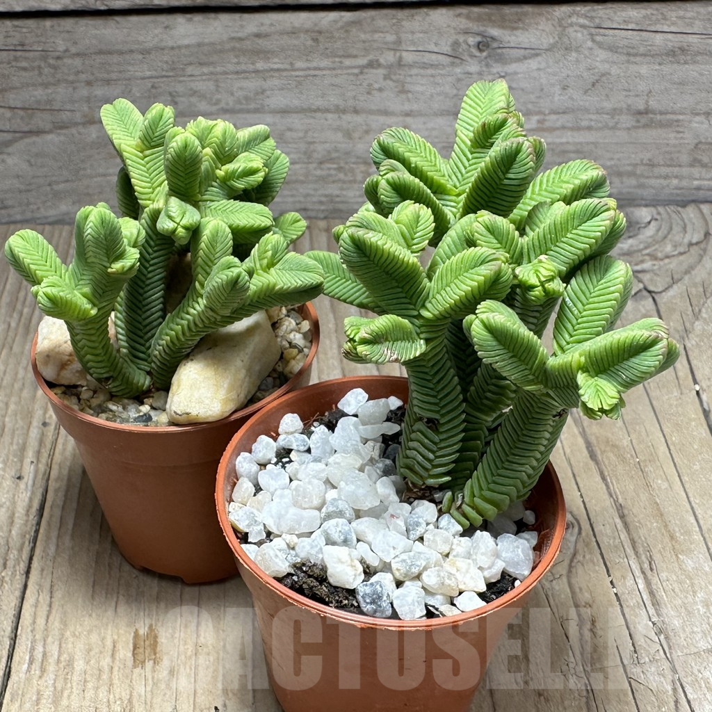 SL29365 Crassula pyramidalis – Image 2