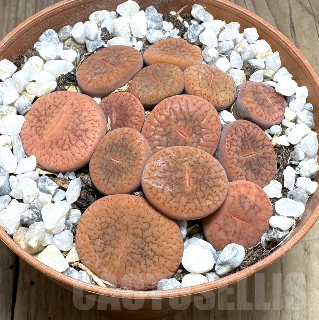 SHPR29366 Lithops aucampiae v. koelemanii mix