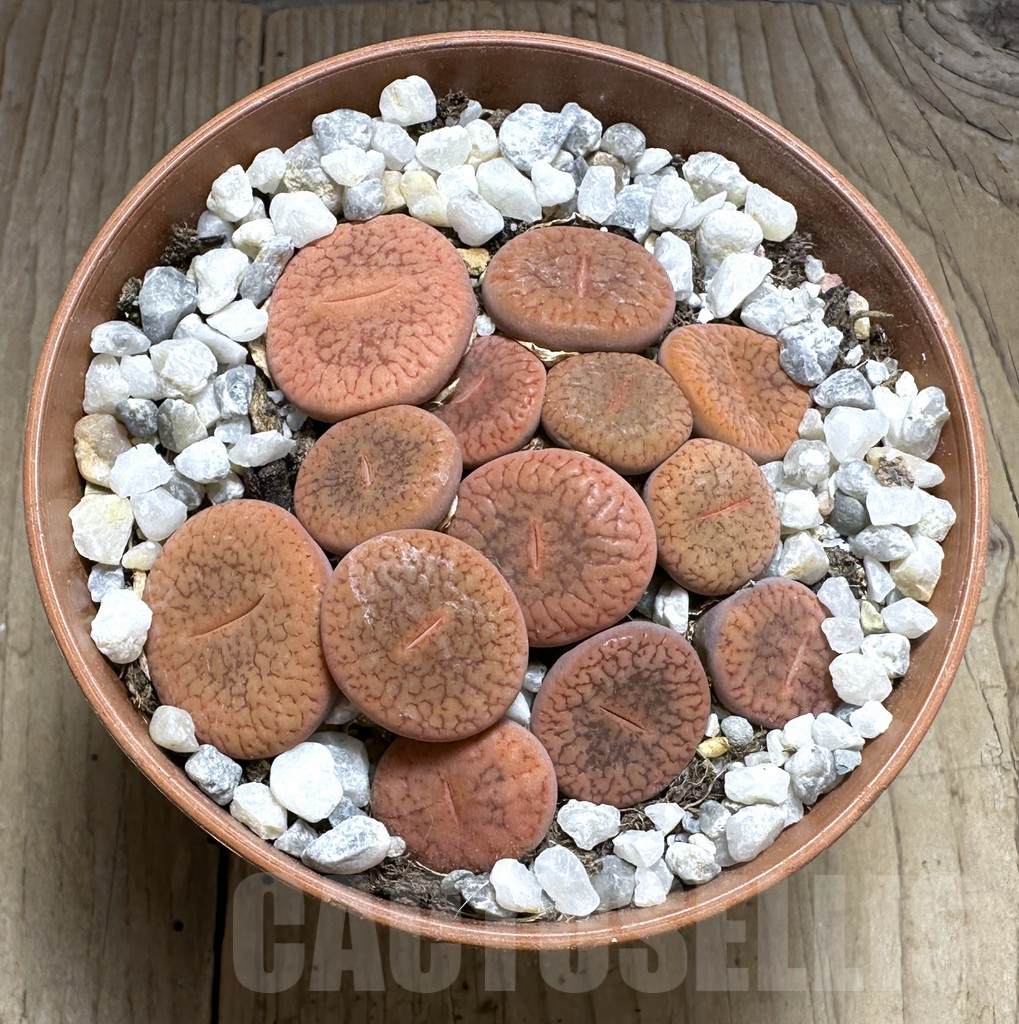 SHPR29366 Lithops aucampiae v. koelemanii mix - Image 2