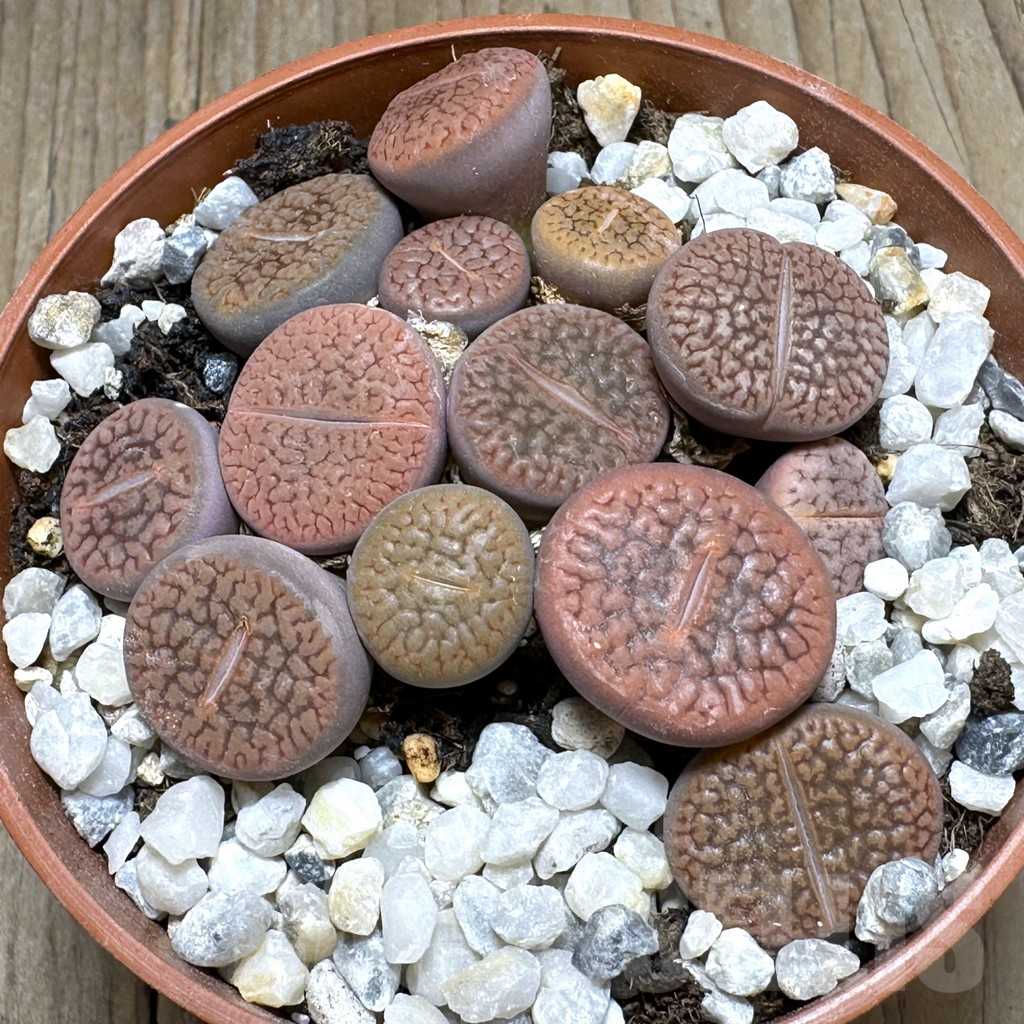 SHPR29367 Lithops hookeri mix