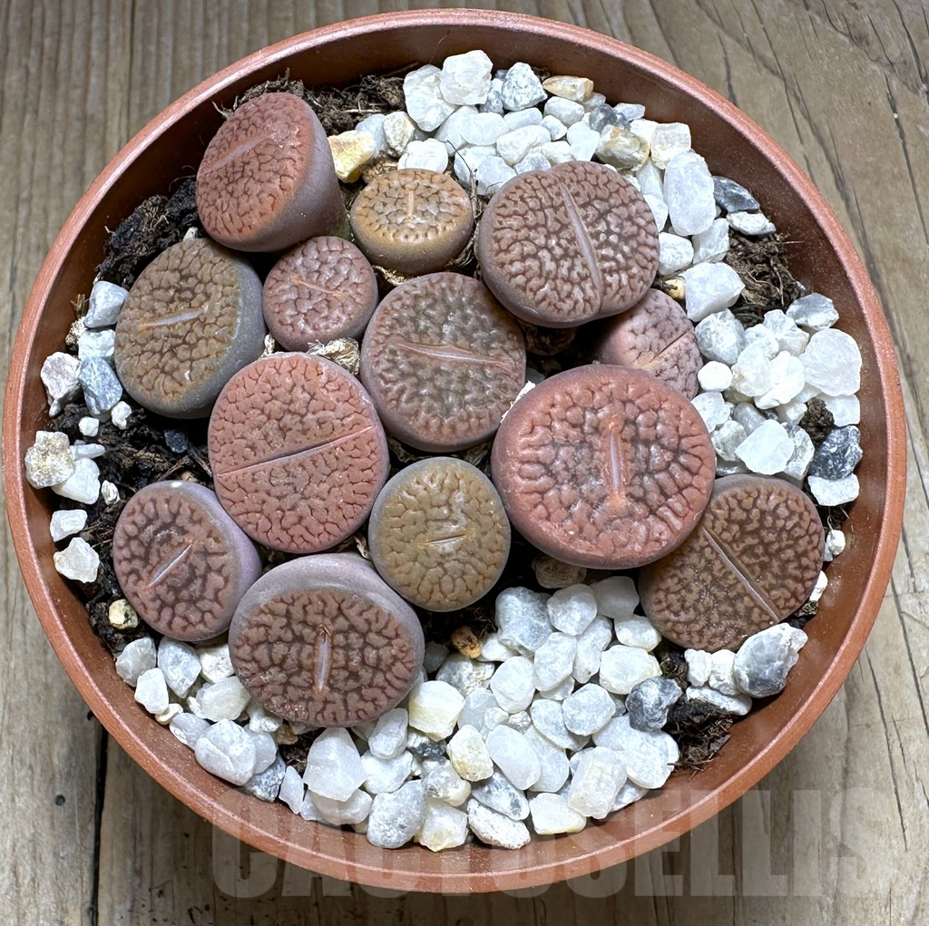 SHPR29367 Lithops hookeri mix - Image 2