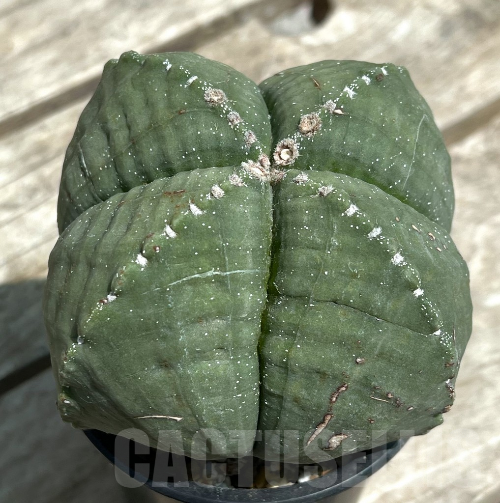 SHPR29653 Astrophytum myriostigma v. quadricostatum f. nudum, old 15 years
