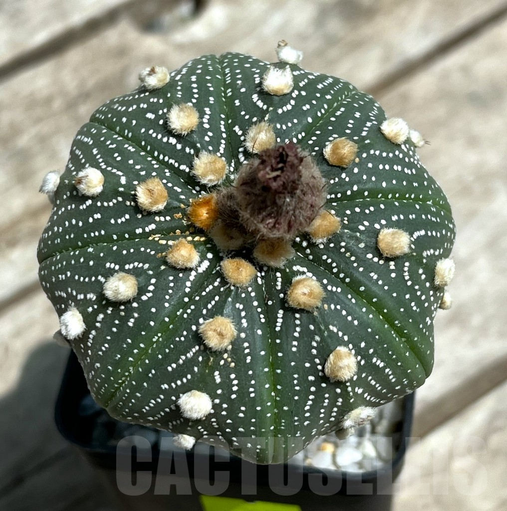 SHPR29654 Astrophytum asterias Pink flowers, grafted - immagine 2