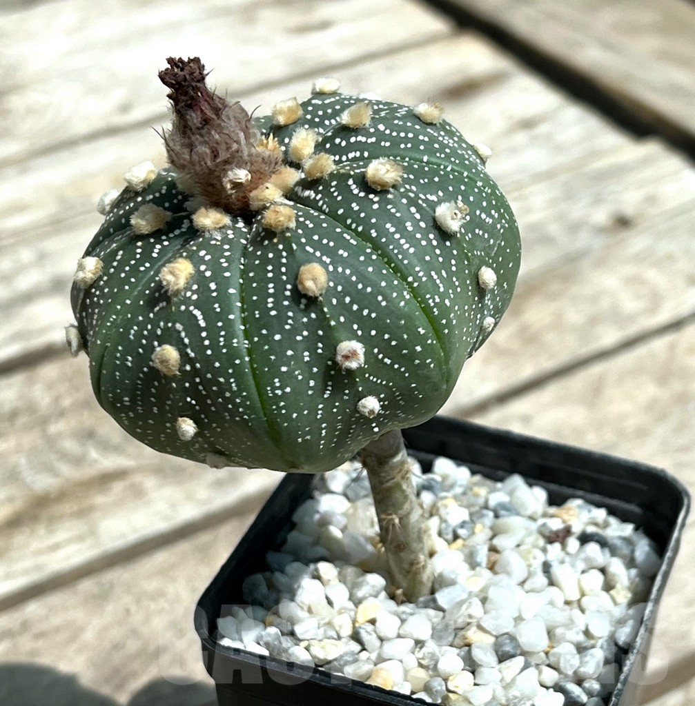 SHPR29654 Astrophytum asterias Pink flowers, grafted - immagine 3