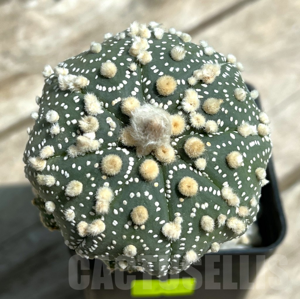 SHPR29655 Astrophytum asterias ‘Hanazono’