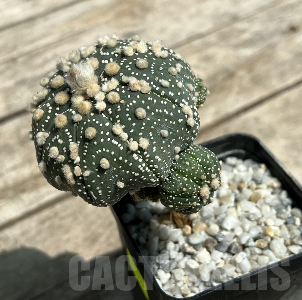 SHPR29655 Astrophytum asterias ‘Hanazono’ - Obrázek 2