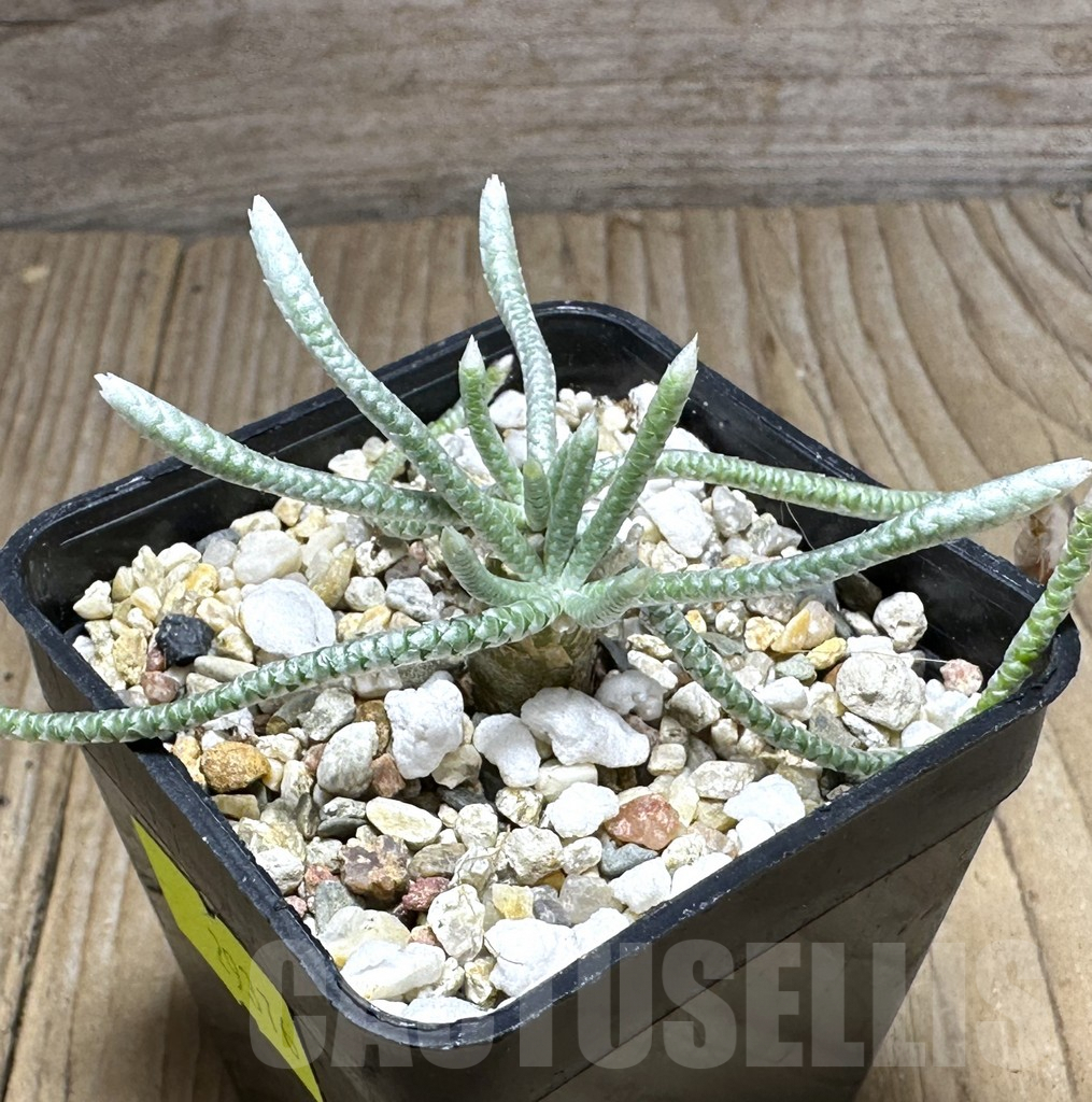 SHPR29376 Avonia quinaria