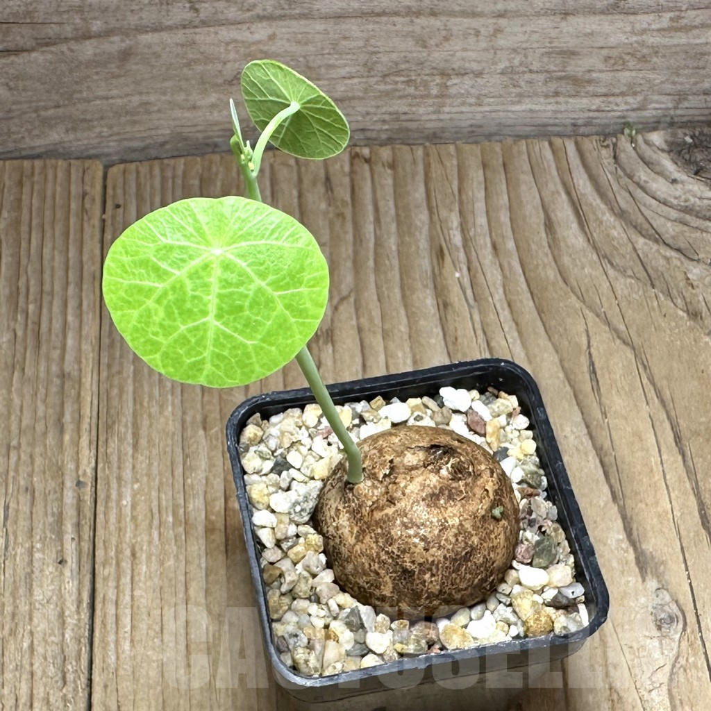 SHPR29377 Stephania erecta