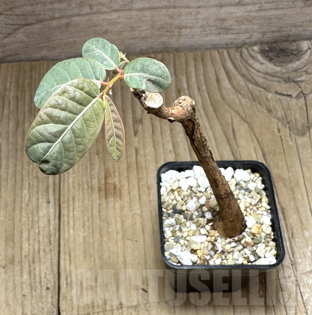 SHPR29378 Phyllanthus mirabilis