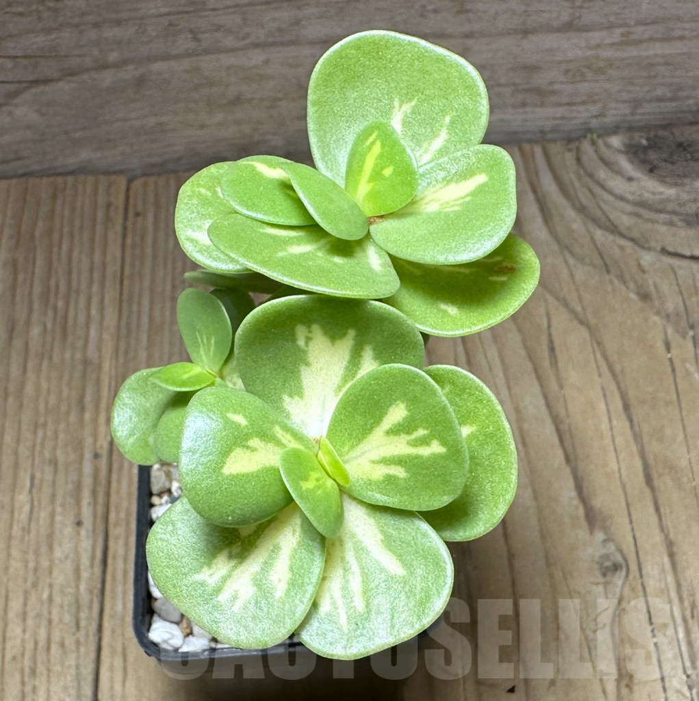 SHPR29379 Portulaca molokiniensis f. variegata