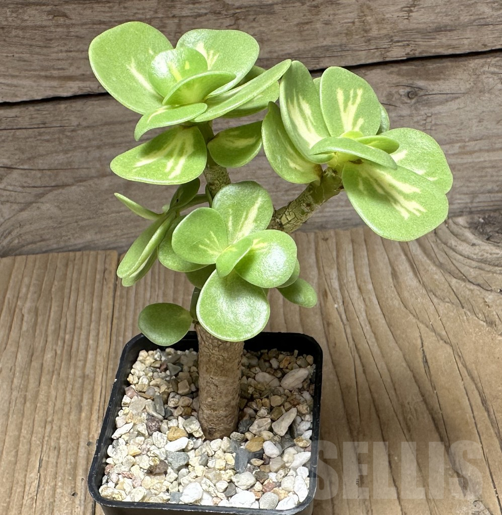 SHPR29379 Portulaca molokiniensis f. variegata - Image 2