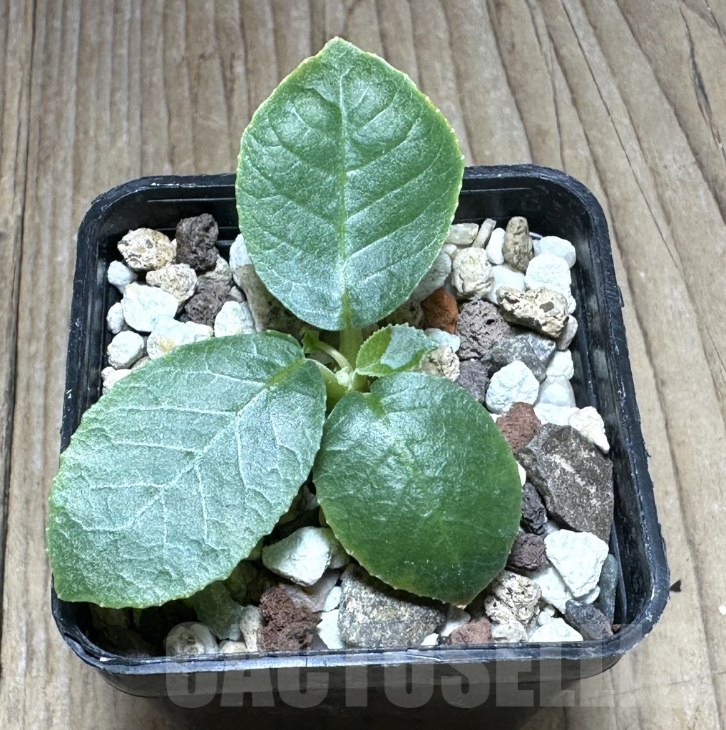 SHPR29381 Dorstenia foetida - immagine 2