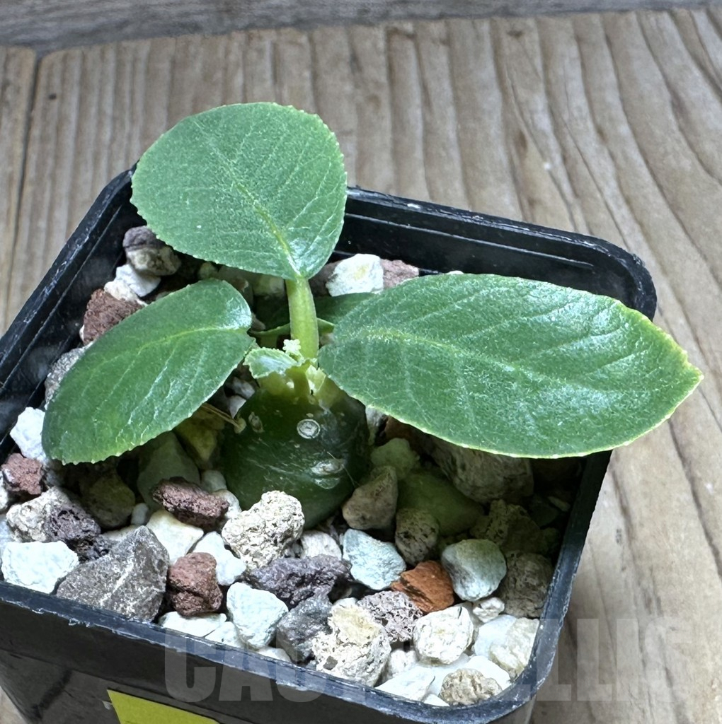 SHPR29381 Dorstenia foetida