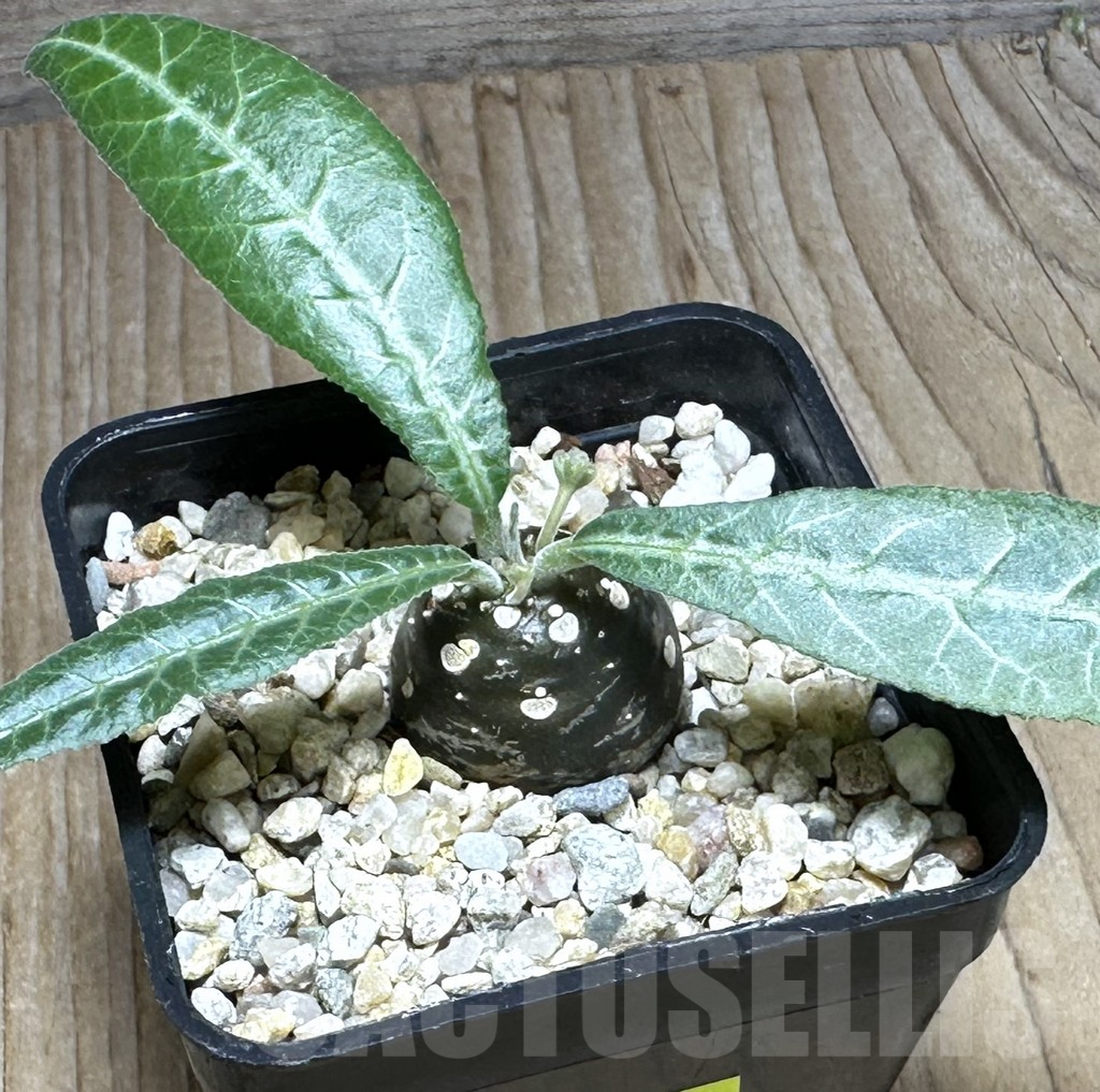 SHPR29382 Dorstenia lancifolia