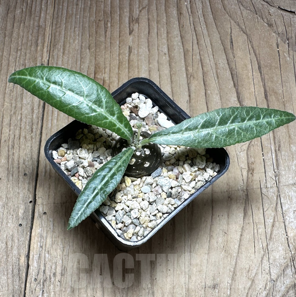 SHPR29382 Dorstenia lancifolia - immagine 2