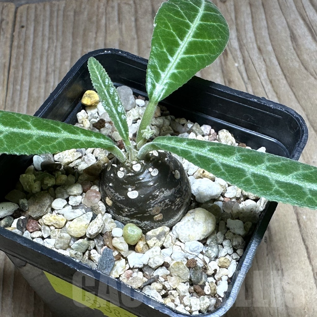 SHPR29383 Dorstenia lancifolia