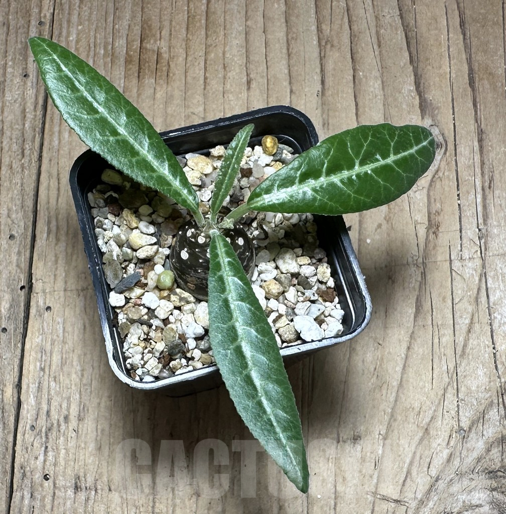 SHPR29383 Dorstenia lancifolia - Image 2