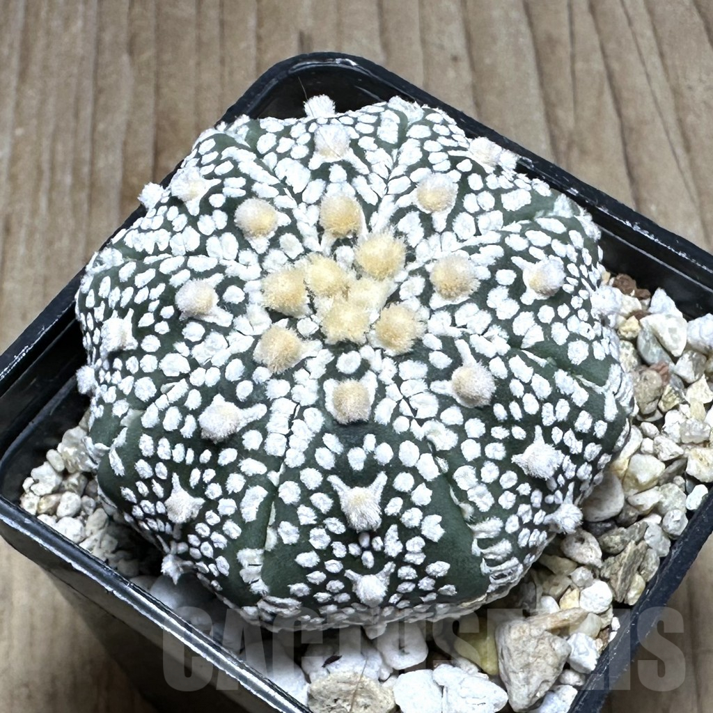 SHPR29385 Astrophytum asterias ‘Super kabuto' V-type Star shape