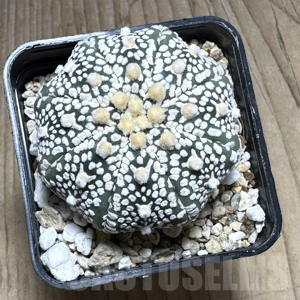 SHPR29385 Astrophytum asterias ‘Super kabuto' V-type Star shape - Imagen 2