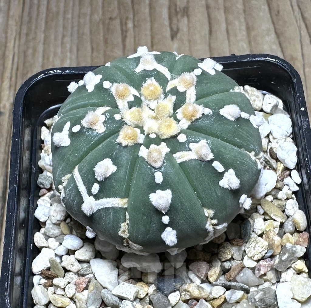 SHPR29387 Astrophytum asterias ‘Super kabuto' V-type