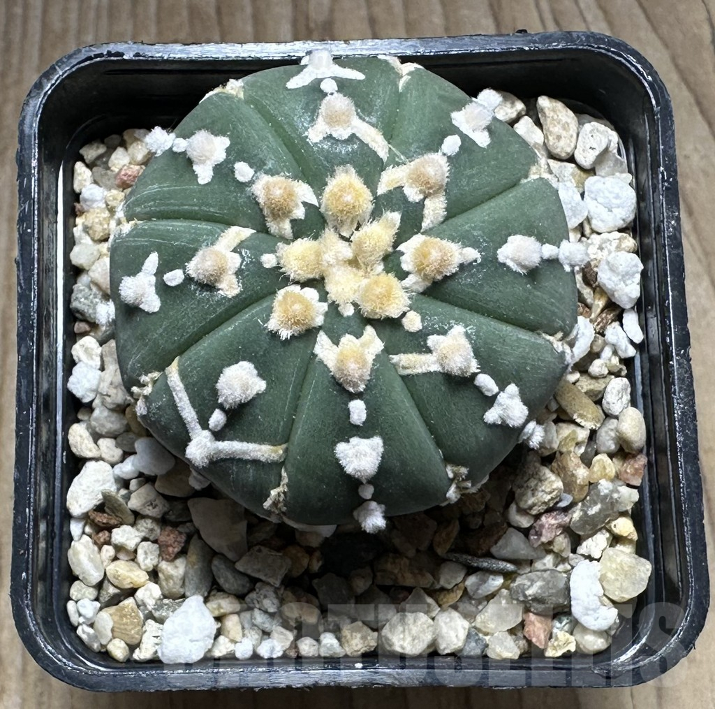 SHPR29387 Astrophytum asterias ‘Super kabuto' V-type - Зображення 2