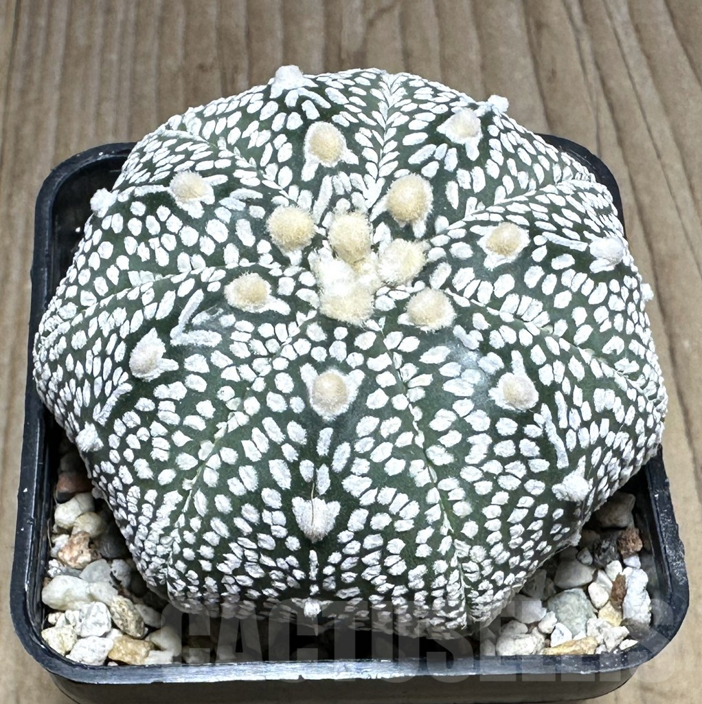 SHPR29389 Astrophytum asterias ‘Super kabuto’ V-type Star shape