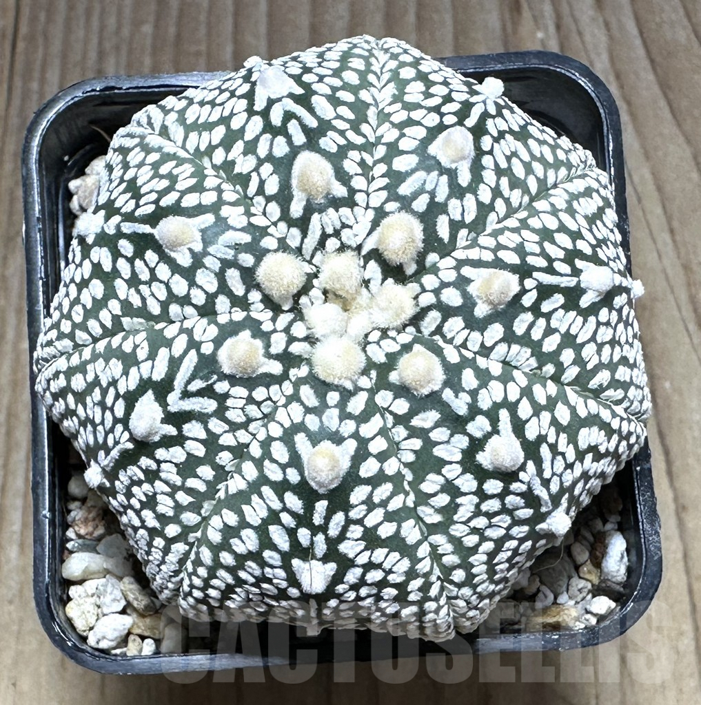 SHPR29389 Astrophytum asterias ‘Super kabuto’ V-type Star shape - immagine 2