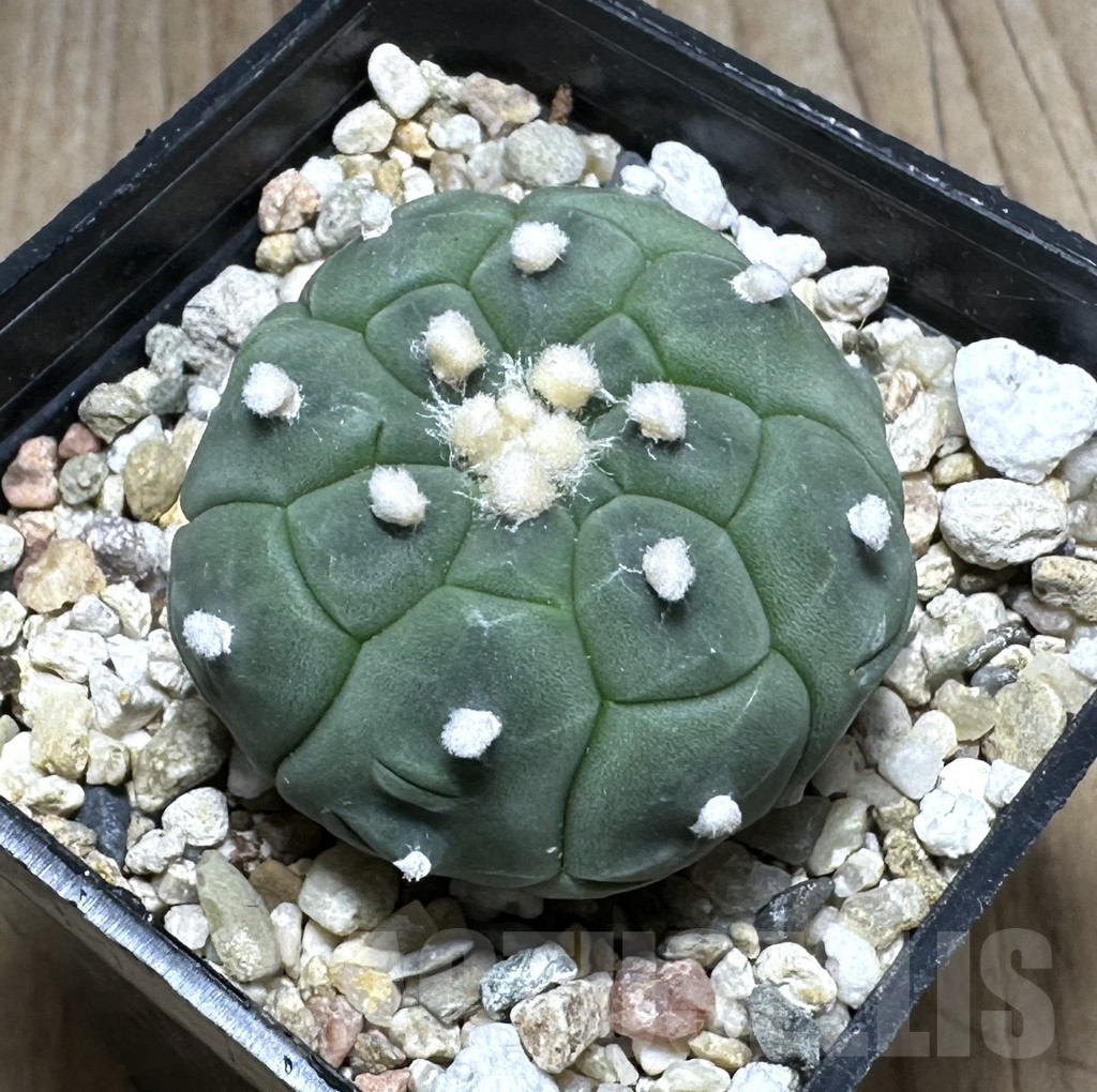 SHPR29390 Astrophytum asterias ‘Kikko'