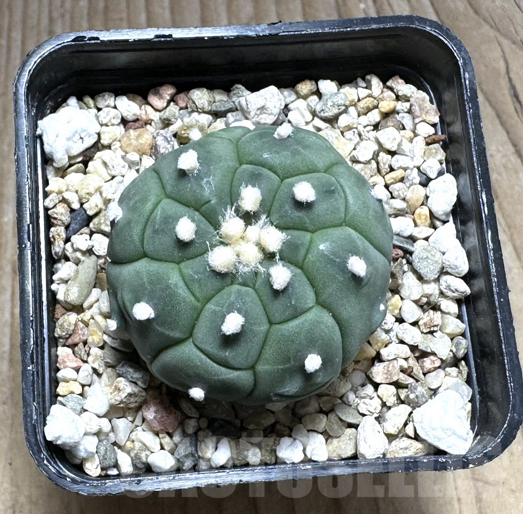 SHPR29390 Astrophytum asterias ‘Kikko' - immagine 2