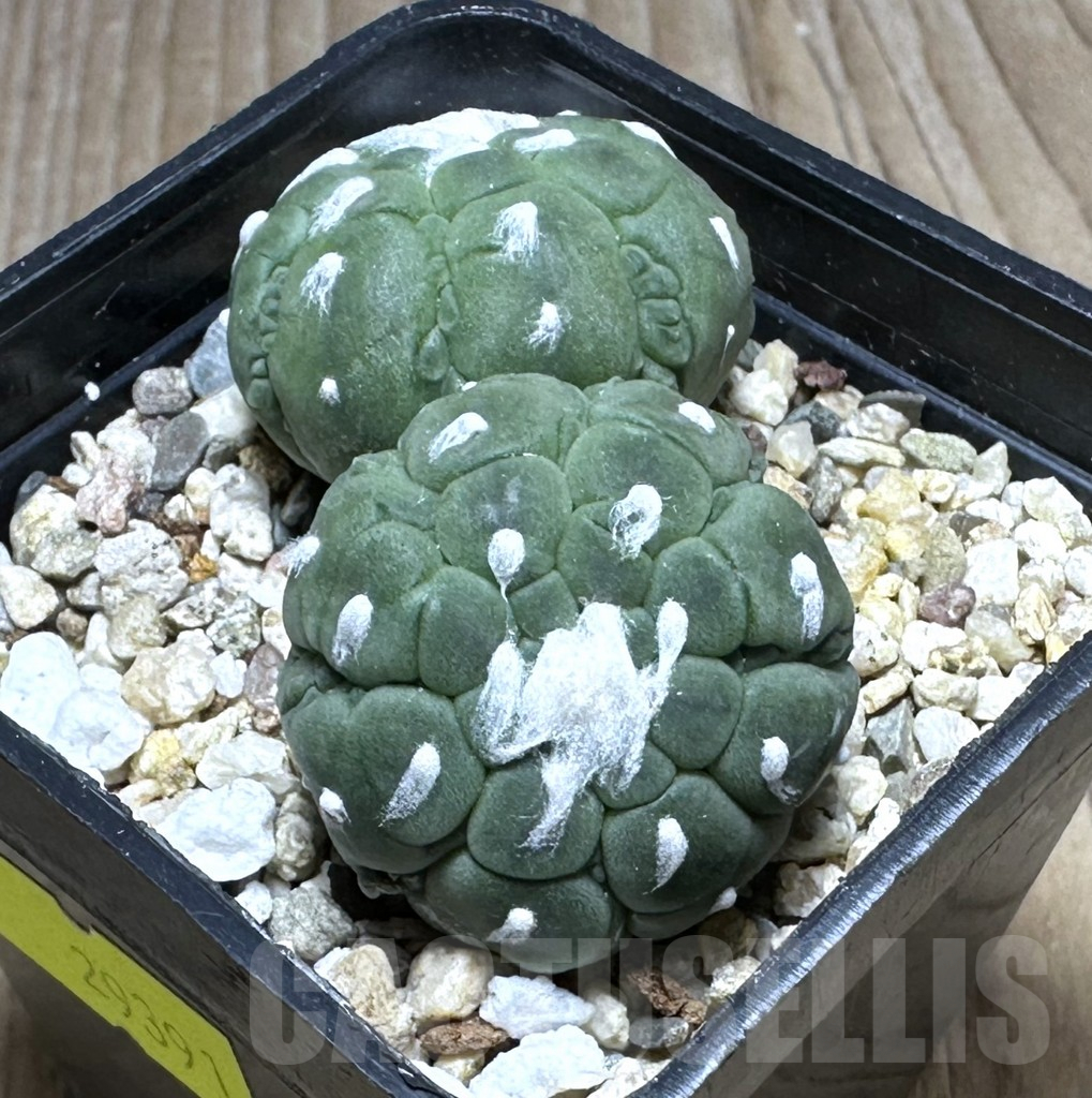 SHPR29391 Astrophytum asterias ‘Kikko Lizard Skin’