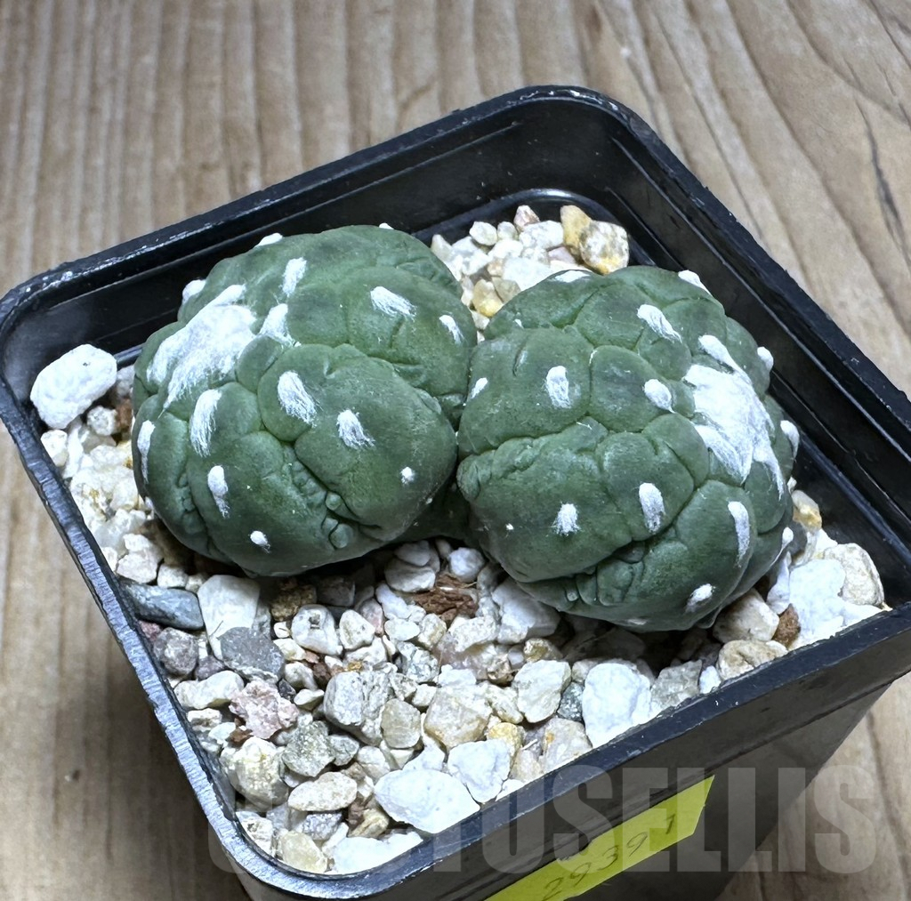 SHPR29391 Astrophytum asterias ‘Kikko Lizard Skin’ - immagine 2