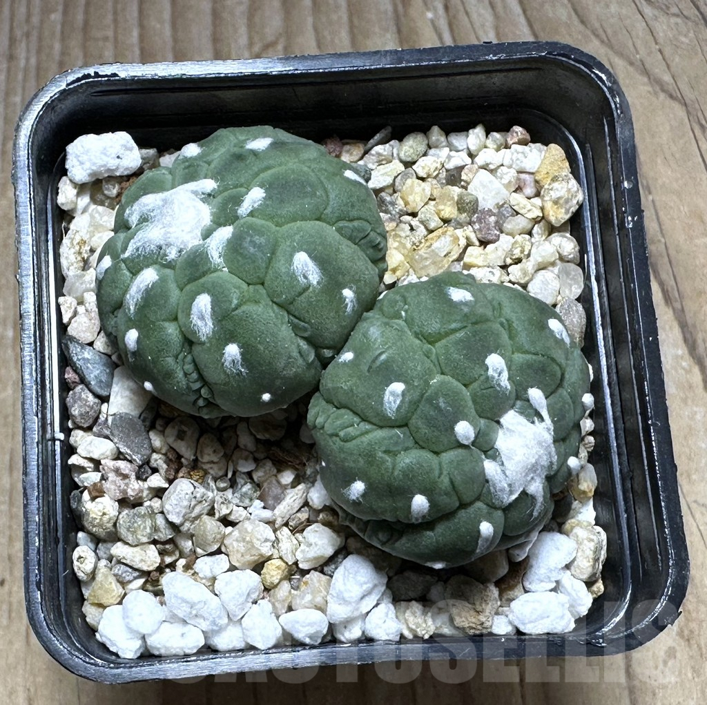 SHPR29391 Astrophytum asterias ‘Kikko Lizard Skin’ - immagine 3