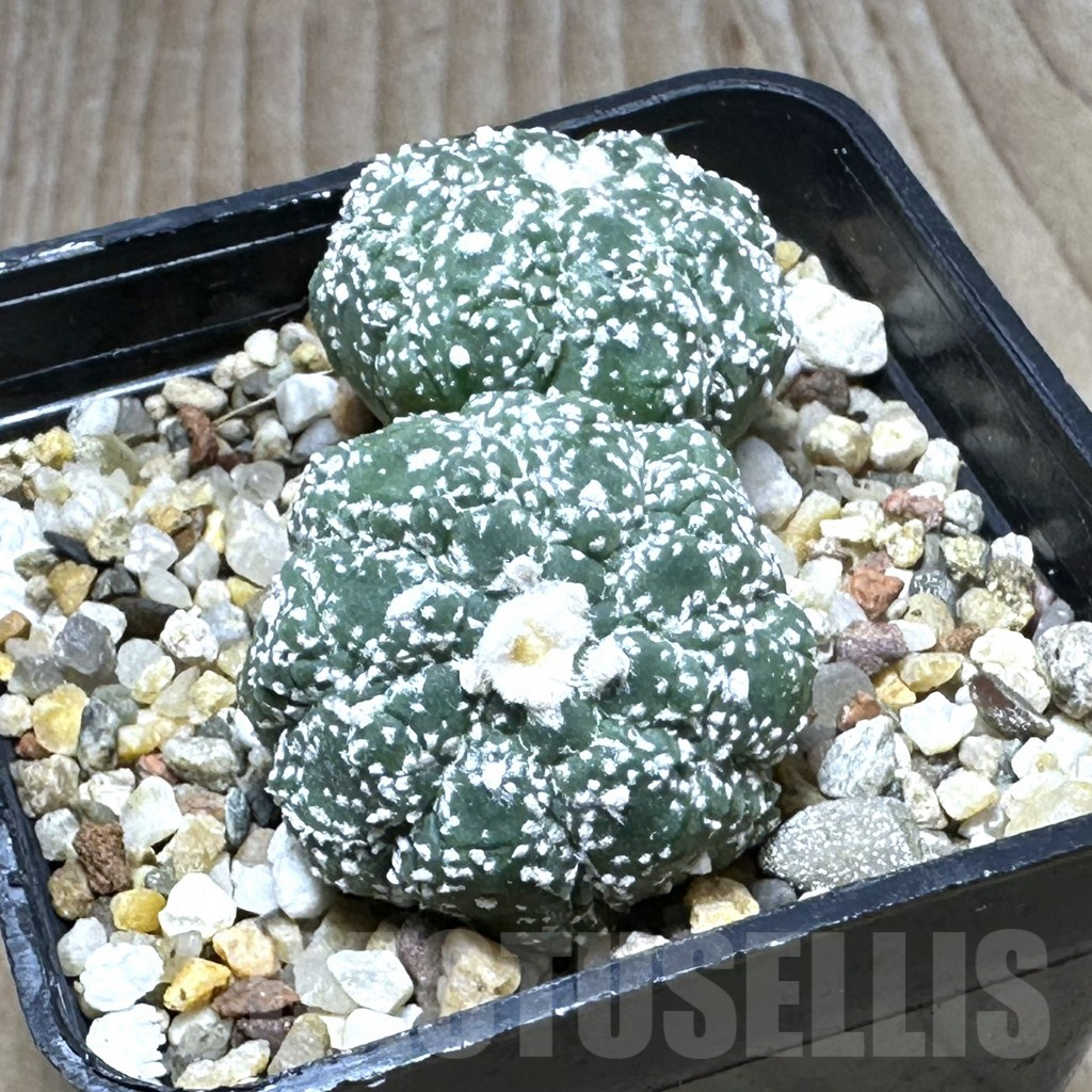 SHPR29392 Astrophytum asterias ‘Kikko Lizard Skin’ - immagine 2