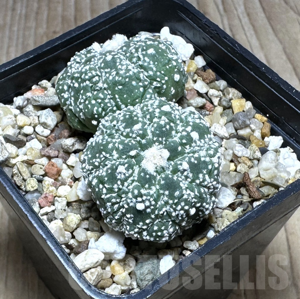 SHPR29392 Astrophytum asterias ‘Kikko Lizard Skin’