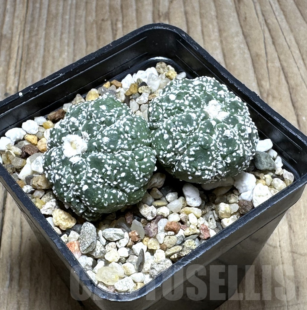 SHPR29392 Astrophytum asterias ‘Kikko Lizard Skin’ - immagine 3