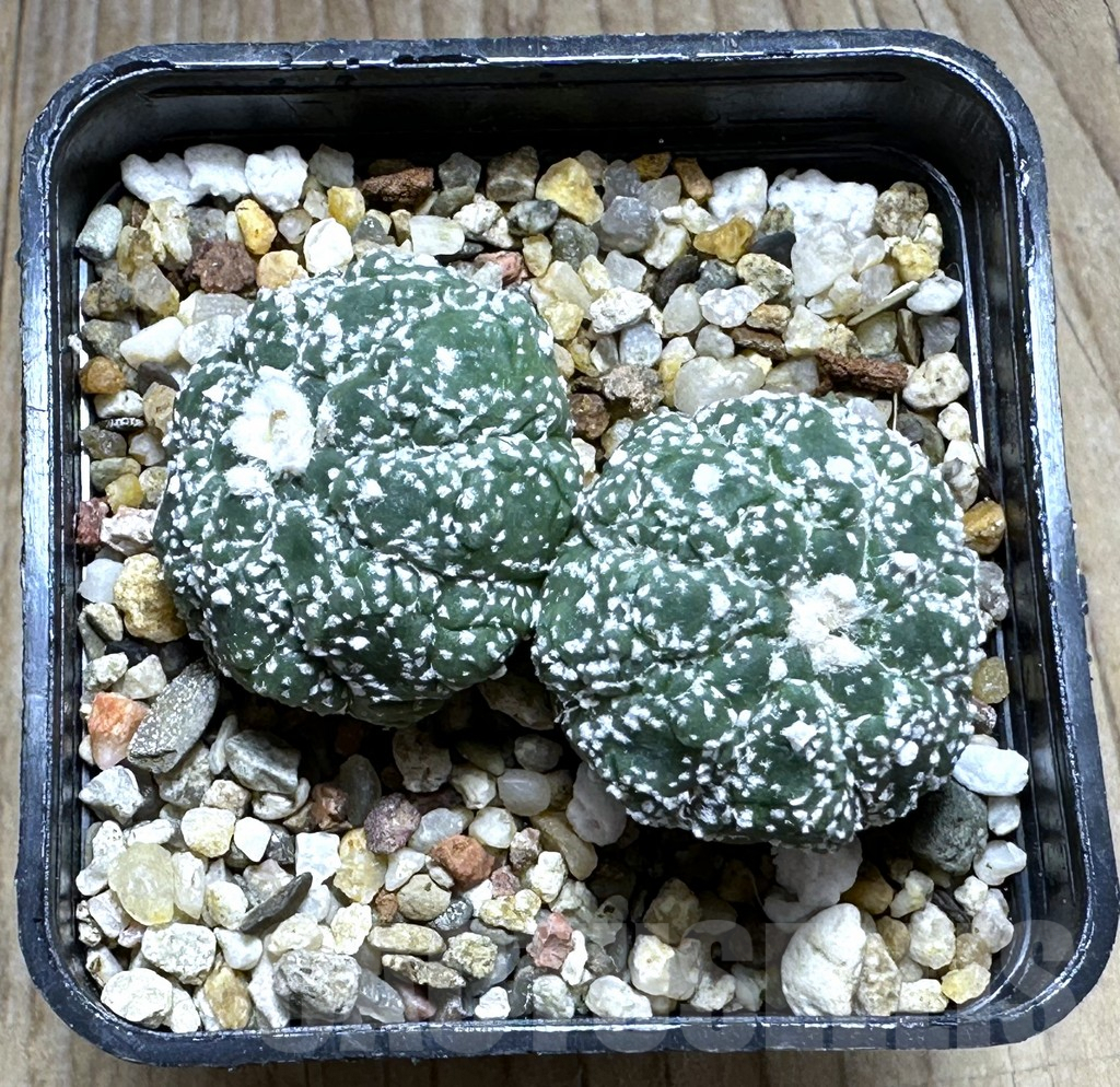 SHPR29392 Astrophytum asterias ‘Kikko Lizard Skin’ - immagine 4