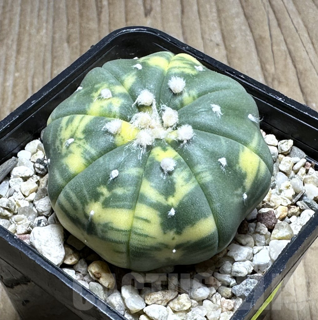 SHPR29393 Astrophytum asterias f. variegata