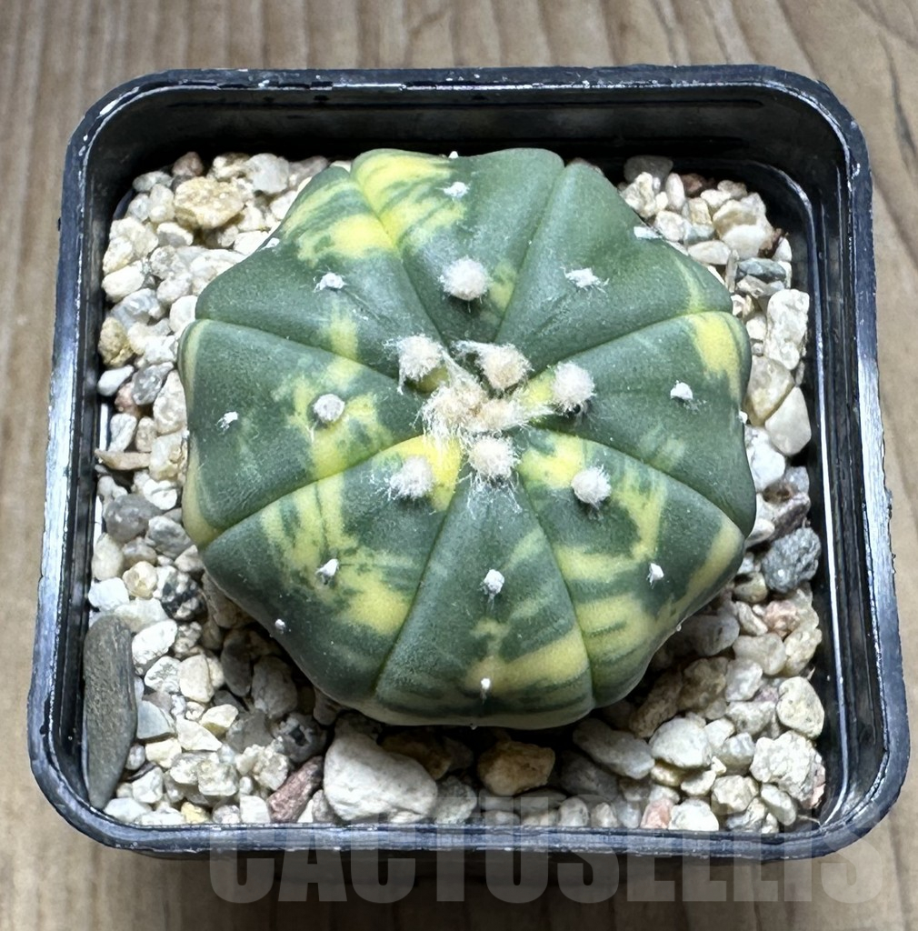 SHPR29393 Astrophytum asterias f. variegata - Зображення 2
