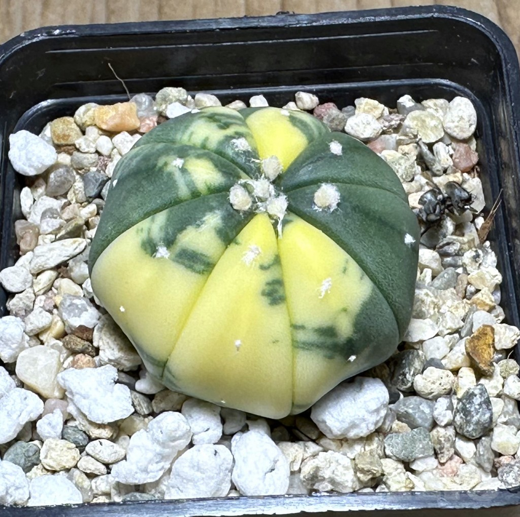 SHPR29394 Astrophytum asterias f. variegata