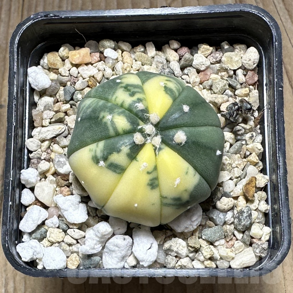 SHPR29394 Astrophytum asterias f. variegata – Bild 2