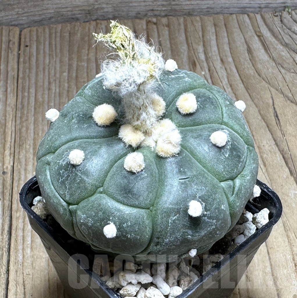 SHPR29395 Astrophytum asterias 'Kikko'