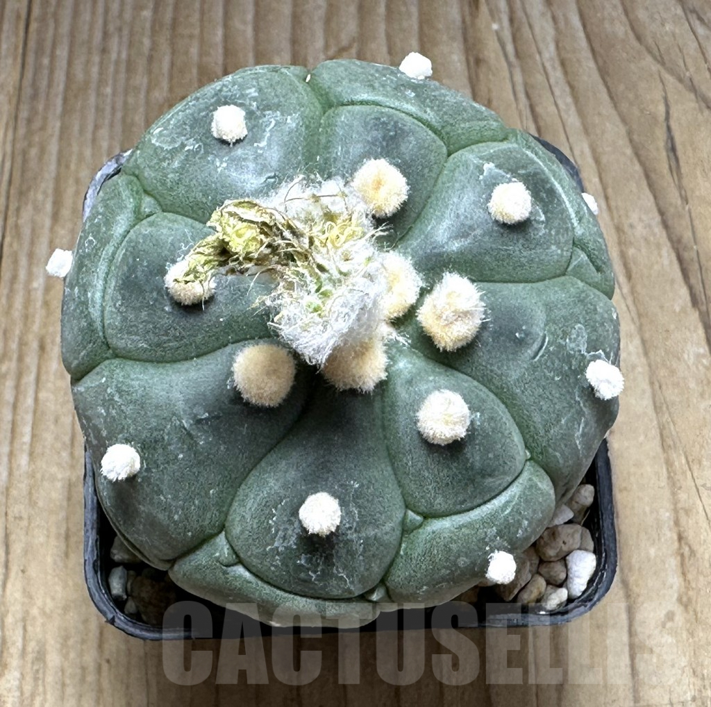 SHPR29395 Astrophytum asterias 'Kikko' – Bild 2
