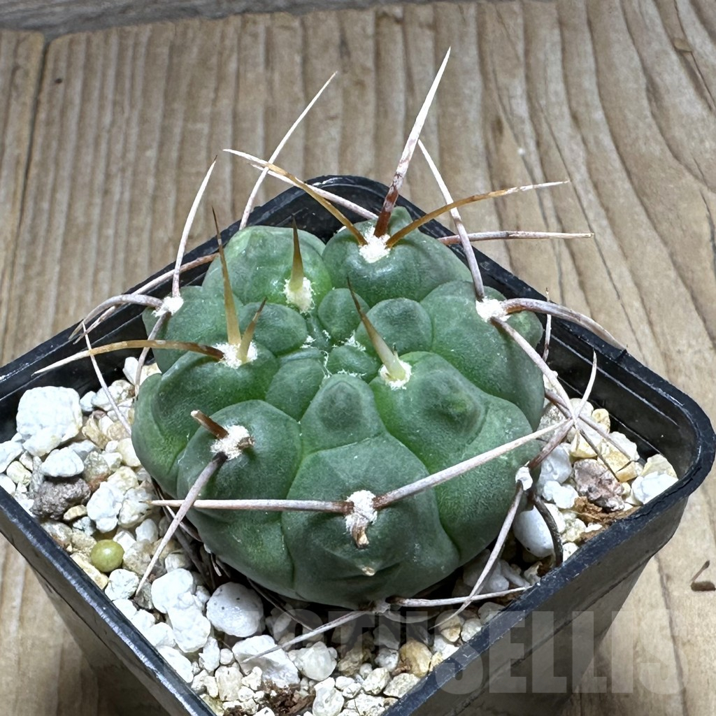 SHPR29396 Gymnocalycium vatteri LAV 516