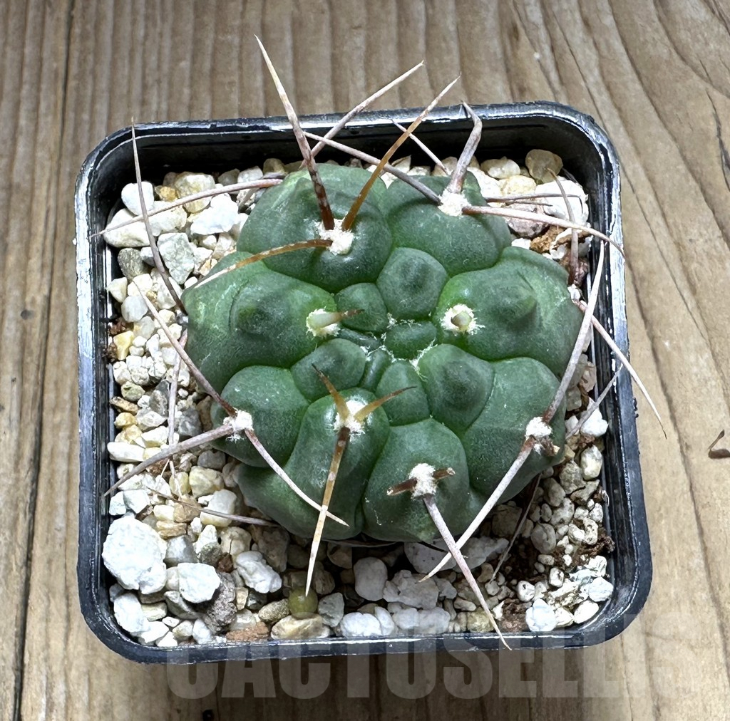 SHPR29396 Gymnocalycium vatteri LAV 516 – Bild 2