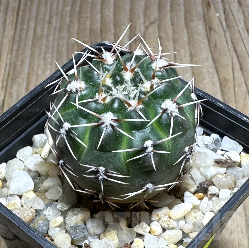 SHPR29397 Gymnocalycium lukasikii SPR 100/237 -SRA Del Morro-