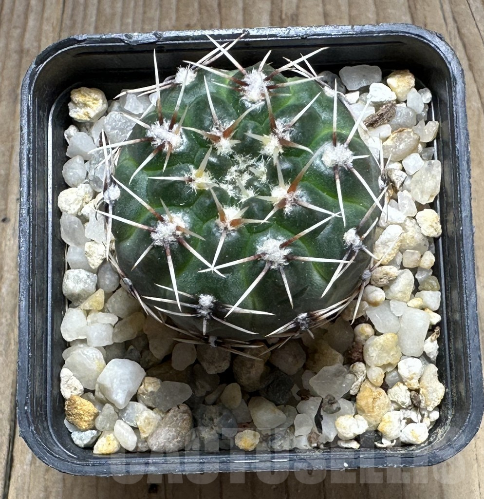 SHPR29397 Gymnocalycium lukasikii SPR 100/237 -SRA Del Morro- - Image 2